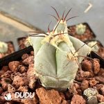 Ferocactus Glaucescens