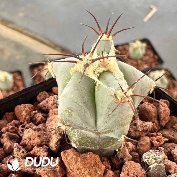 Ferocactus Glaucescens - Image 1