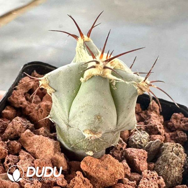 Ferocactus Glaucescens - Image 2