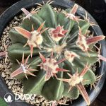 Astrophytum × Niveum Gono-Cho
