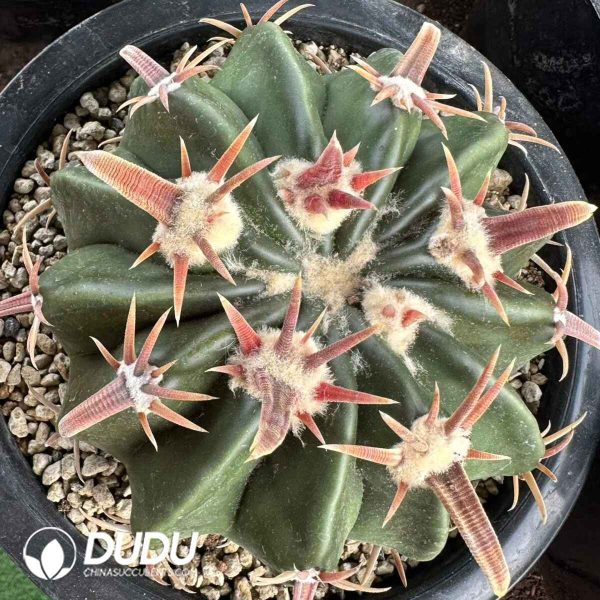 Astrophytum × Niveum Gono-Cho - Image 1