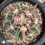 Astrophytum × Niveum Gono-Cho - Image 2