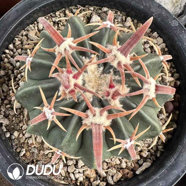Astrophytum × Niveum Gono-Cho - Image 2