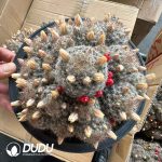 Mammillaria Prolifera - Image 2