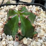 Euphorbia Handiensis