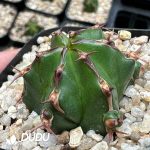 Euphorbia Handiensis - Image 2