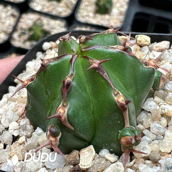 Euphorbia Handiensis - Image 2