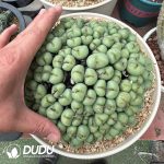 Conophytum Clustering