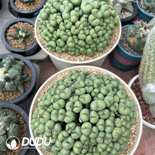 Conophytum Clustering - Image 2