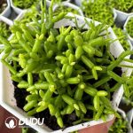 Dicrocaulon Cauliflower-Shaped Puppet Figure