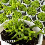 Dicrocaulon Cauliflower-Shaped Puppet Figure - Image 2