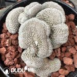 Turbinicarpus Pseudopectinatus Cristata