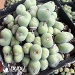 Conophytum Bilobum