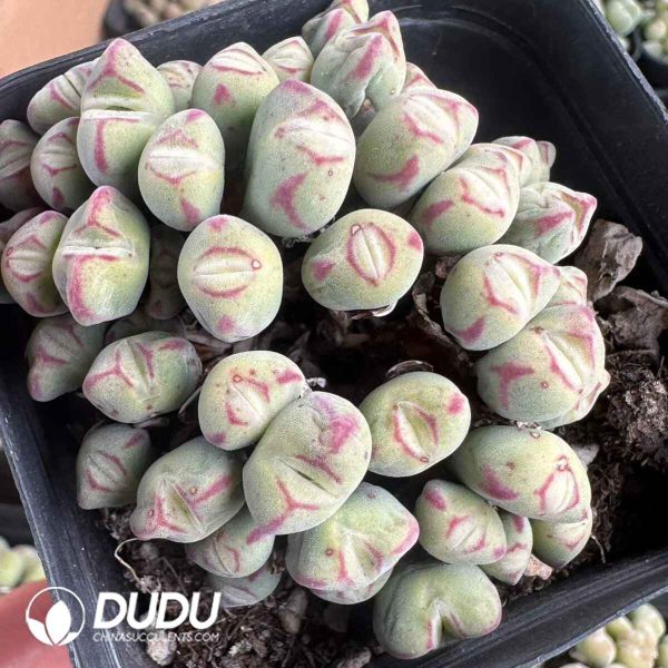 Conophytum Bilobum - Image 2
