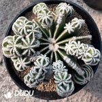 Aztekium Hintonii
