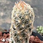 Escobaria minima - Image 2