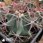 Ferocactus emoryi Wild-Spined