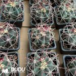 Ferocactus emoryi Wild-Spined - Image 2