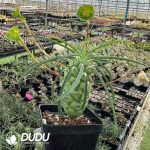 Euphorbia clava