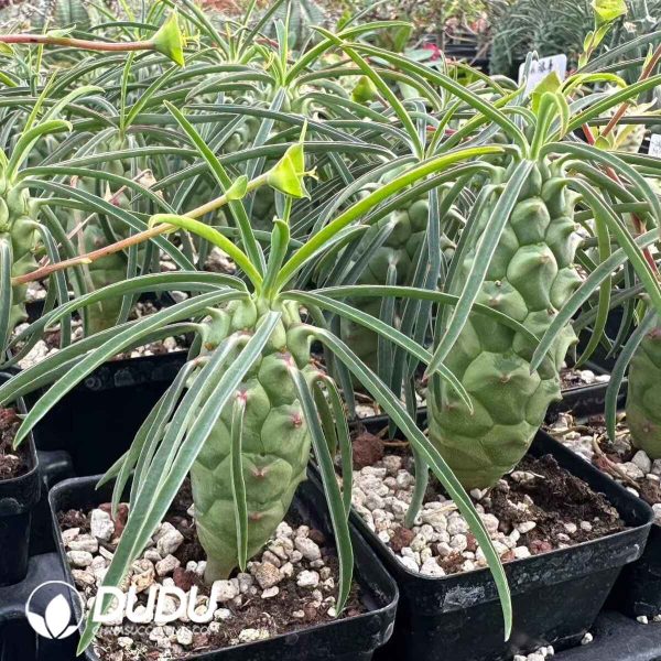 Euphorbia clava - Image 2
