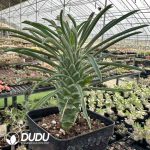 Euphorbia clandestine jacq.