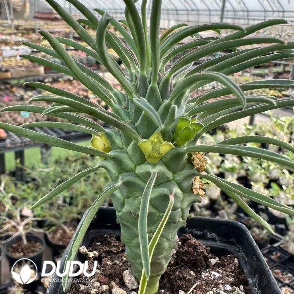 Euphorbia clandestine jacq. - Image 2