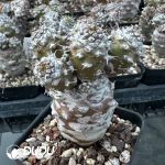 Euphorbia pachypodioides Clustering