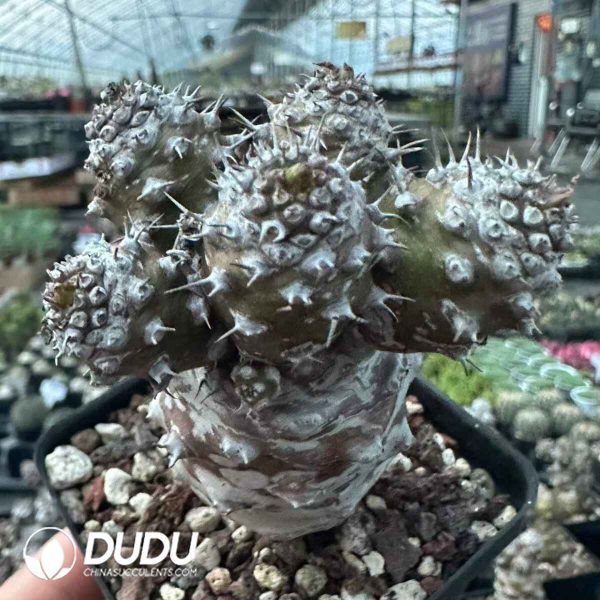 Euphorbia pachypodioides Clustering - Image 2
