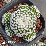 Mammillaria humboldtii