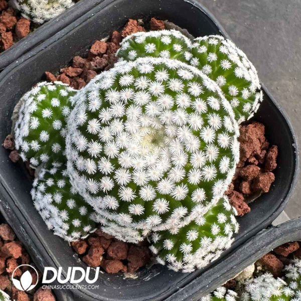 Mammillaria humboldtii - Image 1