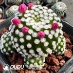 Mammillaria humboldtii - Image 2