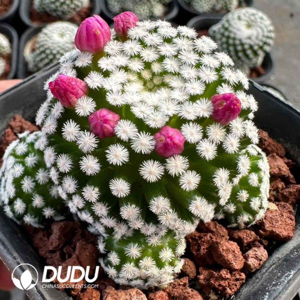 Mammillaria humboldtii - Image 2