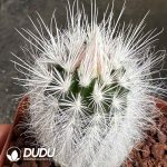 Echinocereus viridiflorus var. canus