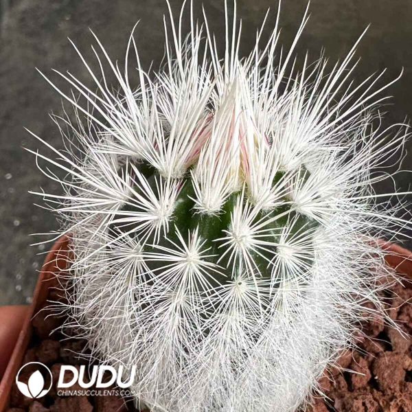 Echinocereus viridiflorus var. canus - Image 1