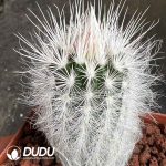 Echinocereus viridiflorus var. canus - Image 2