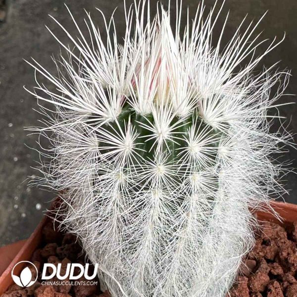 Echinocereus viridiflorus var. canus - Image 2