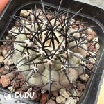 Copiapoa cinerea