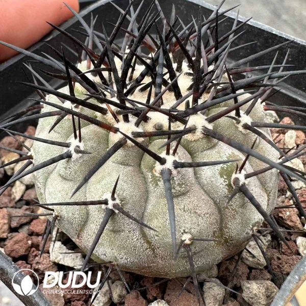 Copiapoa cinerea - Image 2