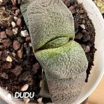 seed grow Gasteria nitida var. armstrongii