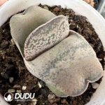 seed grow Gasteria nitida var. armstrongii - Image 2