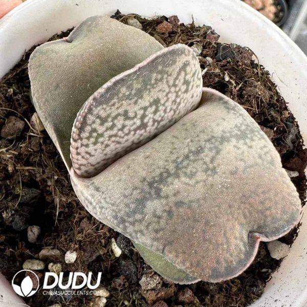 seed grow Gasteria nitida var. armstrongii - Image 2