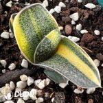 Gasteria batesiana Variegated