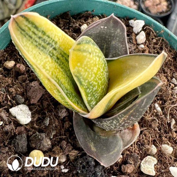 Gasteria batesiana Variegated - Image 2