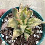 Faucaria tigrina Variegated