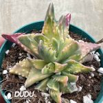 Faucaria tigrina Variegated - Image 2