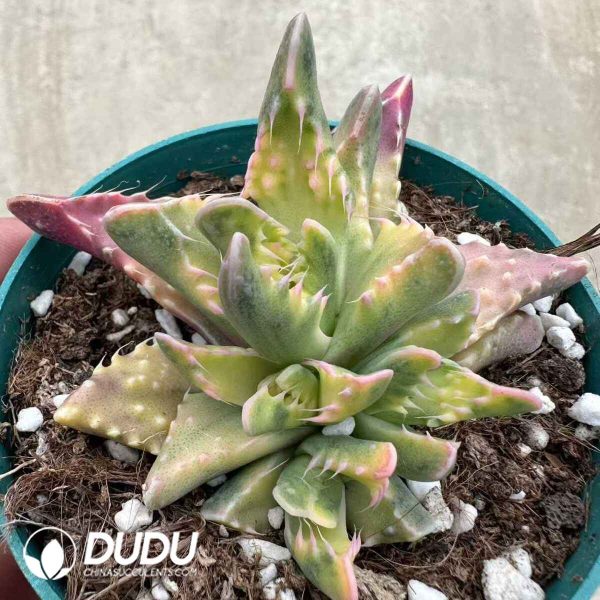Faucaria tigrina Variegated - Image 2