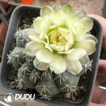 Gymnocalycium baldianum