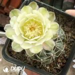 Gymnocalycium baldianum - Image 2