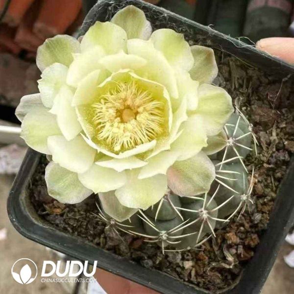 Gymnocalycium baldianum - Image 2