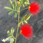 Calliandra eriophylla